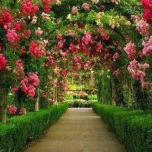 Meet your Posher, Carrie